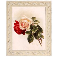 3100 2547 White & Crimson Roses