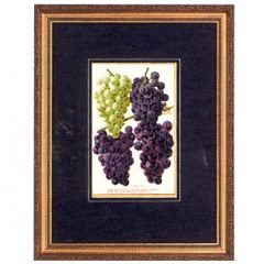 3100 2766 Grapes